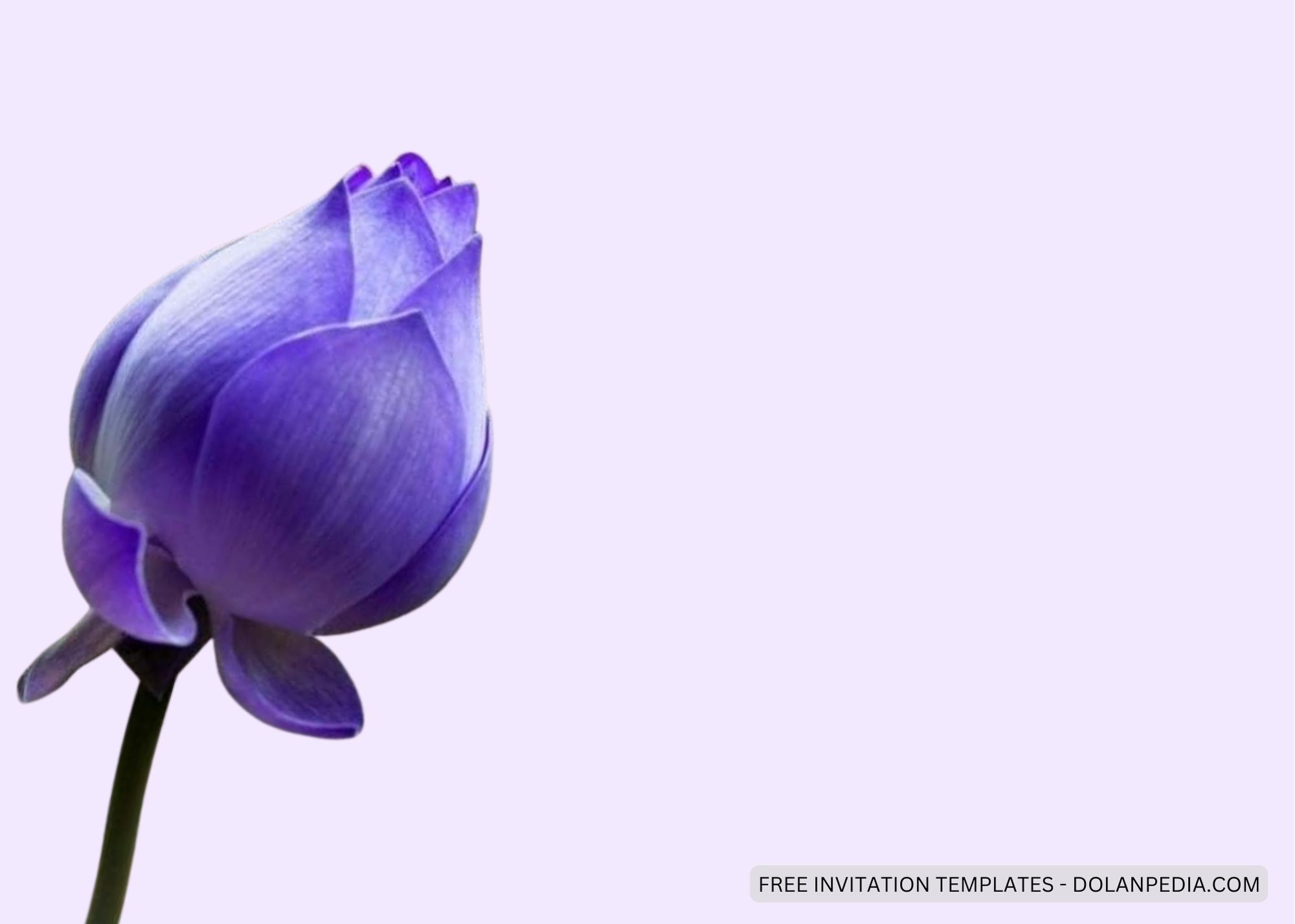 Blank Realistic Purple Lotus Baby Shower Invitation Templates Four