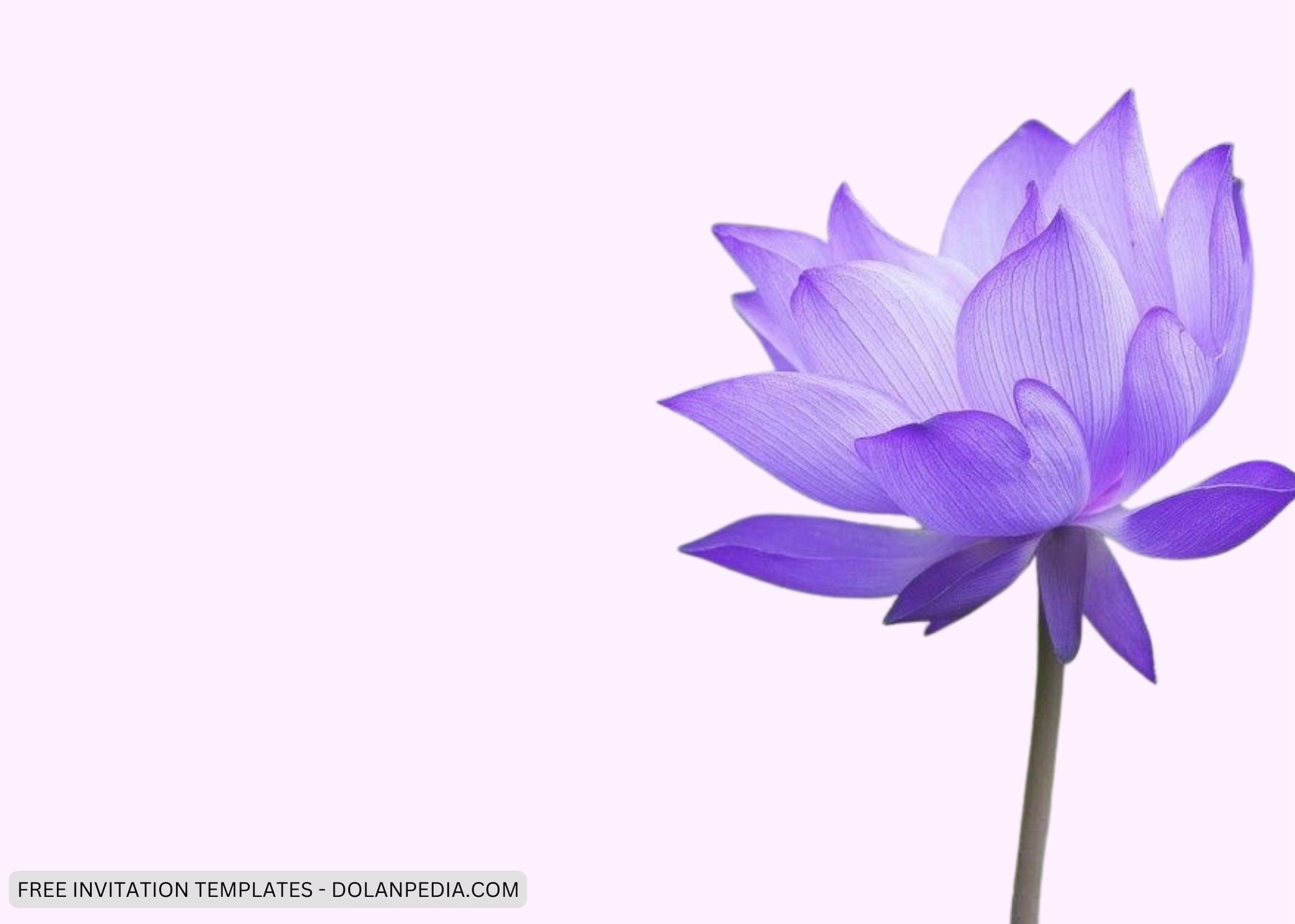 Blank Realistic Purple Lotus Baby Shower Invitation Templates Two